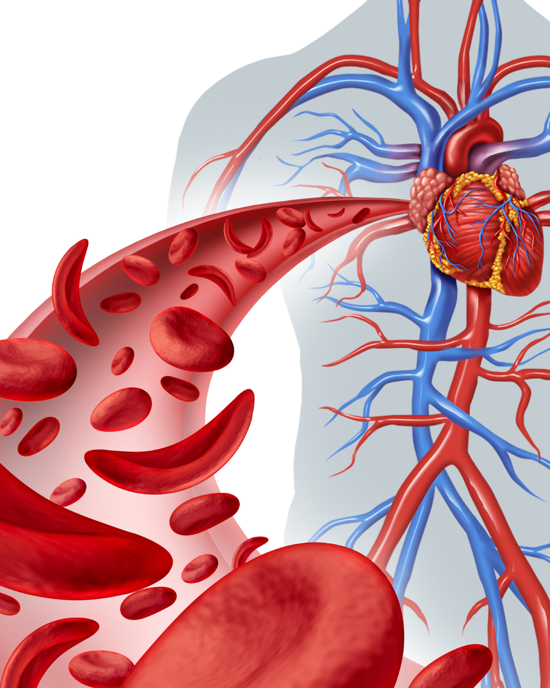 La circulación es esencial para que cada célula del cuerpo reciban oxígeno y nutrientes.